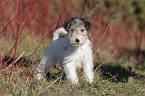 FOX TERRIER 465